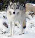 Canis_lupus_occidentalis.jpg
