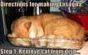 caturday-005-12132013.jpg