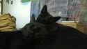 caturday1.jpg