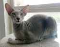 peterbald-cats-1.jpg