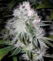 Super Silver Haze.jpg