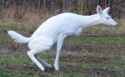 derpdeer.png