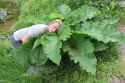 burdock-plant[1].jpg