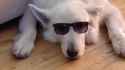 ^1C4AEC04EFCE29D0ED4A7E17EB92BA70680C40A1E3FC3A2ED5^pimgpsh_fullsize_distr.jpg