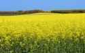 rapeseed-field_56305.jpg