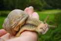 Snail_face.jpg