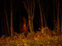 nice forest.jpg