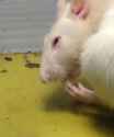 kkk rat.png