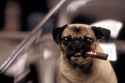 Frank the Pug.jpg