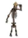 cave_bear_skeleton_fp.jpg