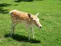 5118d1377838333-my-mutant-deer-pics-xkvufdy.jpg