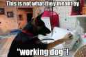 Working dog Laundry.jpg