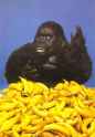 niggereatingthatbanana.jpg