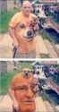 dogface.jpg