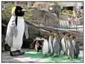 penguin april fool.jpg