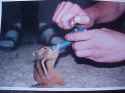 squirrel_gettin_high.jpg