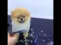 doggo4.jpg