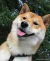 doggo15.jpg