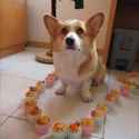 doggo11.jpg