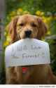 doggo16.jpg