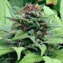 Generic-Weed-800x800.jpg