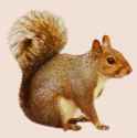 Transparent_Brown Squirrel.png