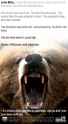 bears5as.jpg