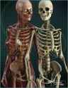 v4-skeleton-large.jpg
