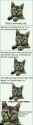 Cat.jpg