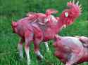 mutant-chicken-final-copy-1.jpg