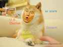 trump doge.jpg