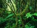 rainforest.jpg