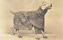 Dog_Armour.jpg