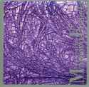 Mamoru Fujieda - Patterns of Plants.jpg