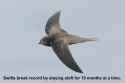 Swift10moflight.jpg