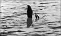 nessie.jpg