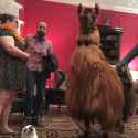 dis llama tho.jpg