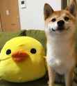 doggo21.jpg