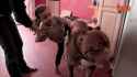 hulk-pitbull-largest-puppies-gif-1.gif