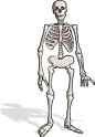 skeleton.png