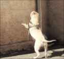 tumblr_mv6q071goL1swuum4o1_250.gif