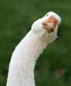 goose.png