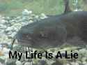 my life = lie.jpg