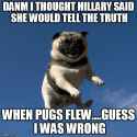pugs.jpg