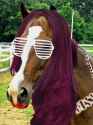 Sasha Banks Horse.jpg