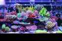 masanao-shibuya-sps-acropora-reef-tank-2[1].jpg