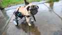 roll on little pugger.jpg