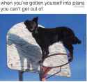 pls-halp-humen_c_6974131.jpg