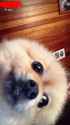 doggo10.jpg