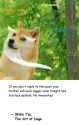 Art of doge quote.jpg